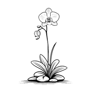 Faszinierende Orchidee mit zarten Blüten Ausmalbild für kleine Pflanzenliebhaber