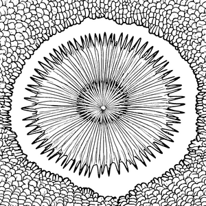 Spannender Seeigel auf einzigartigem Sandboden Ausmalbild für kleine Meeresabenteurer