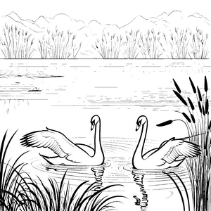 Majestätische Schwäne im ruhigen Wasser Ausmalmotiv für kleine Naturentdecker