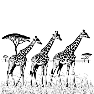 Majestätische Giraffen unter afrikanischem Himmel Malvorlage für neugierige Tierfreunde