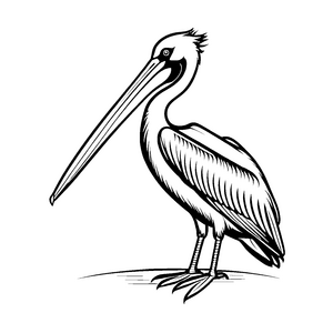 Eleganter Pelikan am Ufer Ausmalmotiv für kleine Naturfreunde