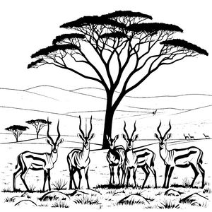 Elegante Gazellen unter dem Akazienbaum Ausmalvorlage für junge Naturentdecker