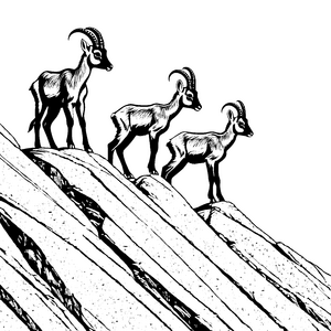 Steinbock-Babys auf dem Felsen malen lernen
