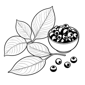 Frische Heidelbeeren in der Schale Ausmalvorlage für Beerenliebhaber