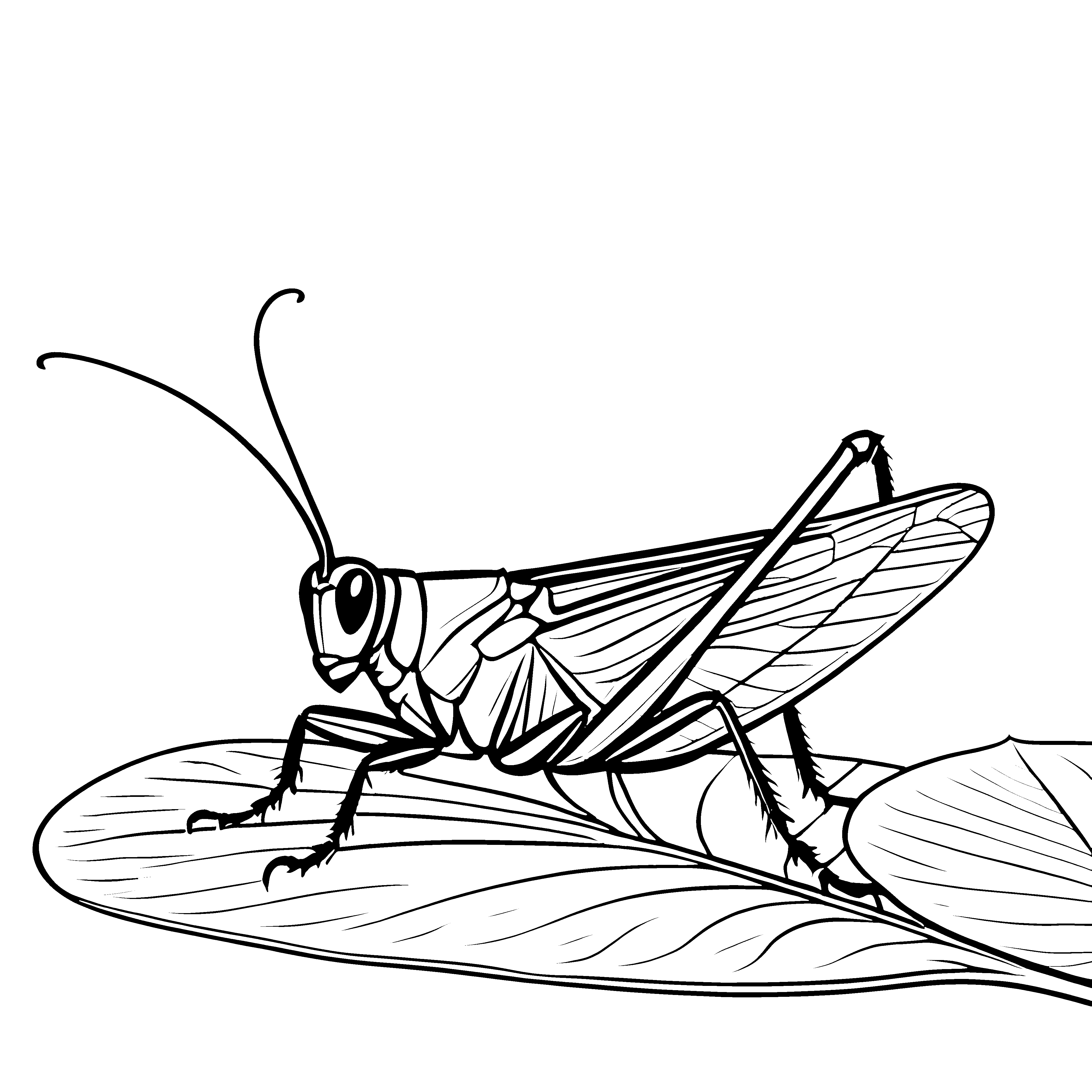 Detailreiche Heuschrecke auf Blatt Malbild für Insektenfreunde