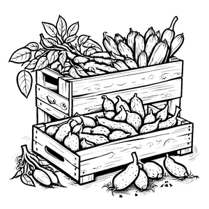 Füllige Yacon-Knollen in Holzkisten Malvorlage für malfreudige Obstsammler