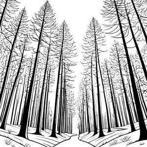 Dichter Fichtenwald mit Pfad Malbild für kleine Waldbewohner