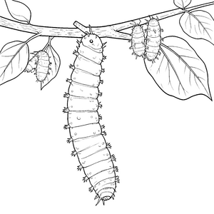 Stachelige Raupe auf Ästen Ausmalbild für kleine Insektenbegeisterte