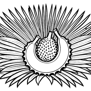 Stachelige Durian mit fächerförmigen Strukturen Ausmalbild für mutige Tropenkenner