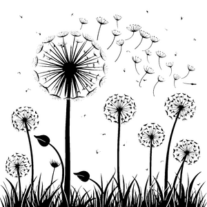 Wundervolle Pusteblumen mit fliegenden Samen Ausmalbild für kreative Blumenkinder