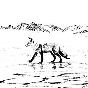 Flinker Polarfuchs auf Eisfläche Ausmalvorlage für kleine Eisabenteurer