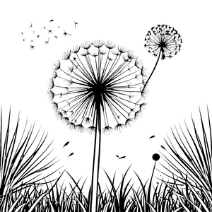 Filigrane Pusteblumen im hohen Gras Malbild für kleine Wiesenprofis