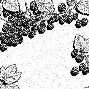 Detaillierte Stachelbeertrauben an Zweigen Ausmalbild für Naturbegeisterte