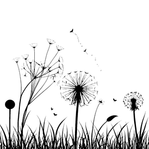 Filigrane Pusteblumen mit Schmetterlingen Malbild für mutige Blütenfreunde