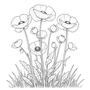 Filigrane Mohnblumen mit Gräsern Malvorlage für verträumte Blumenkinder