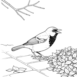 Sanfte Amsel auf Pflastersteinen Bastelmotiv für malfreudige Pflanzenfreunde