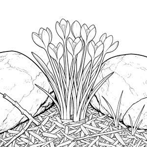Anmutige Krokusse zwischen Steinen Ausmalvorlage für kreative Naturbegeisterte