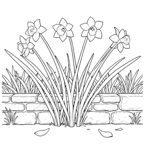 Elegante Narzissen an Steinmauer Malbild für neugierige Blumenkinder
