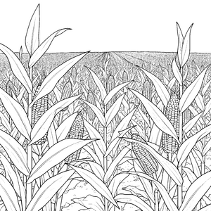 Üppiges Maisfeld mit Kolben Ausmalbild für kreative Landwirtinnen