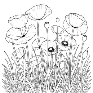 Anmutige Mohnblumen im hohen Gras Ausmalbild für kreative Blumenstaubfänger