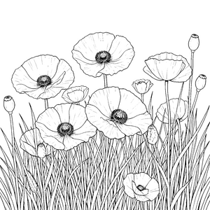 Sanfte Mohnblumen im hohen Gras Ausmalbild für fröhliche Naturfreunde