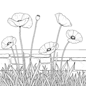 Schöne Mohnblumen vor Steinmauer Malbild für junge Spürnasen