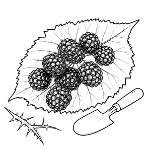 Reife Brombeeren mit Schaufel Malvorlage für junge Waldläufer
