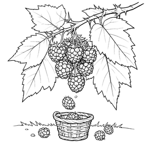 Reife Brombeeren am dornigen Strauch Malvorlage für Spürnasen
