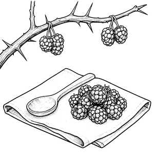 Frische Brombeeren mit Löffel Malvorlage für fröhliche Hobbyköche