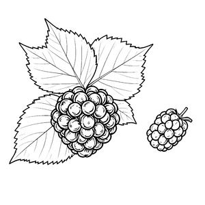 Reife Brombeeren mit großen Blättern Ausmalvorlage für Spürnasen