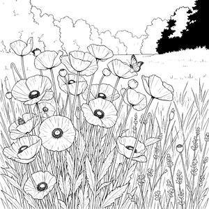 Sanfte Mohnblumen mit Schmetterlingen Malbild für malfreudige Naturfreunde