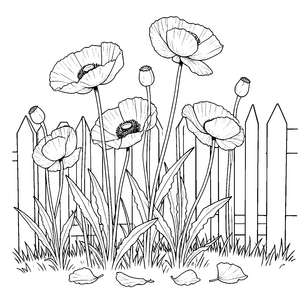 Stolze Mohnblumen am weißen Lattenzaun Malbild für verträumte Spürnasen
