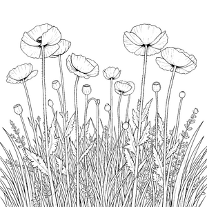 Üppige Mohnblumen im hohen Gras Malvorlage für verträumte Blumenkinder