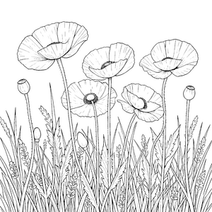 Freie Mohnblumen im hohen Gras Malvorlage für verträumte Weltenbummler