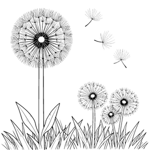 Fliegende Pusteblumen im Grashalm Ausmalvorlage für kleine Naturfreunde