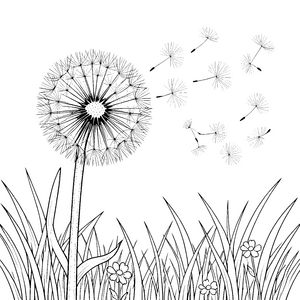 Luftige Pusteblume mit wehenden Samen Malbild für kreative Tüftler