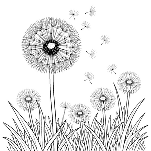 Wunderschöne Pusteblumen mit wehenden Samen Malbild für junge Naturfreunde