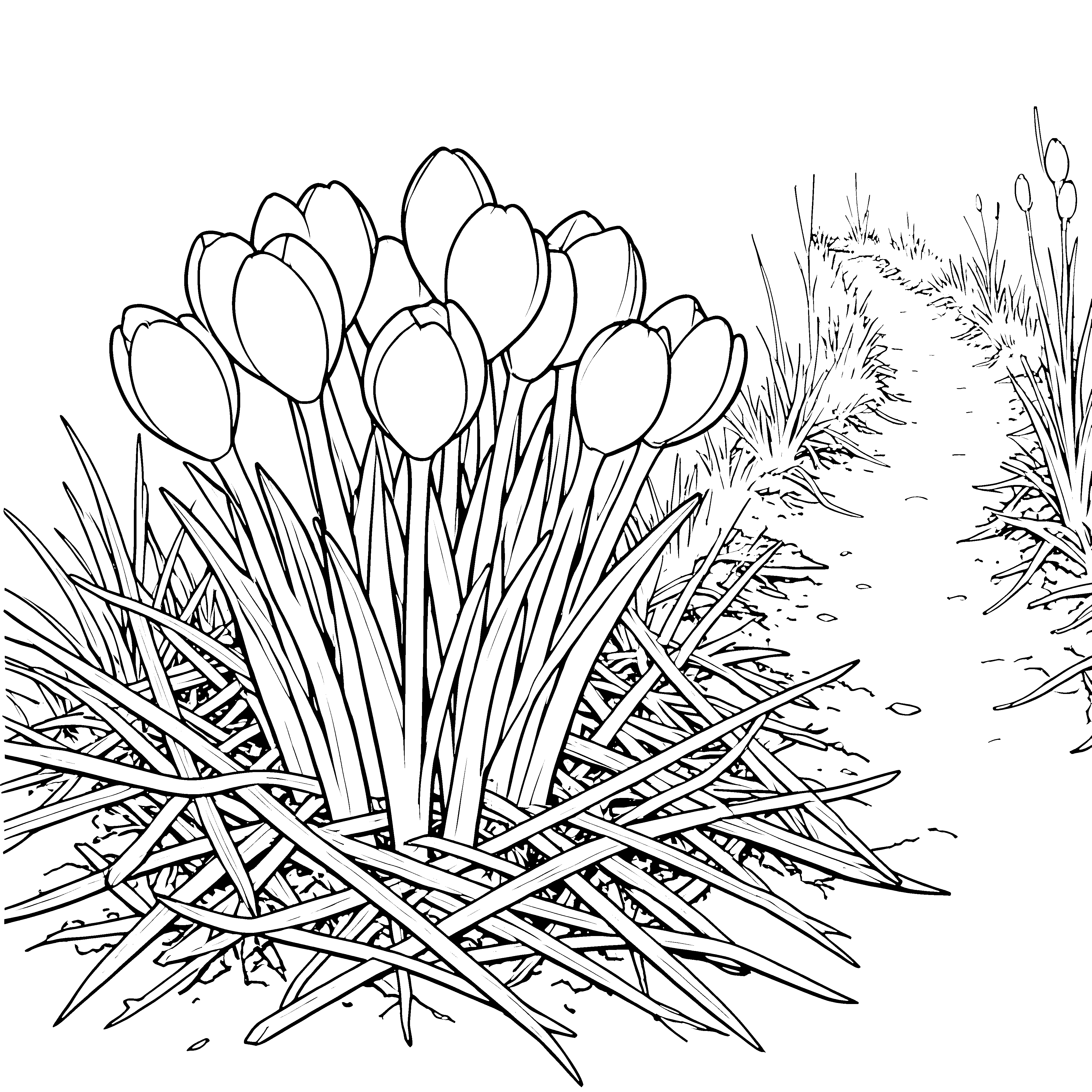 Strahlende Tulpen am Waldweg Ausmalvorlage für malfreudige Abenteurer